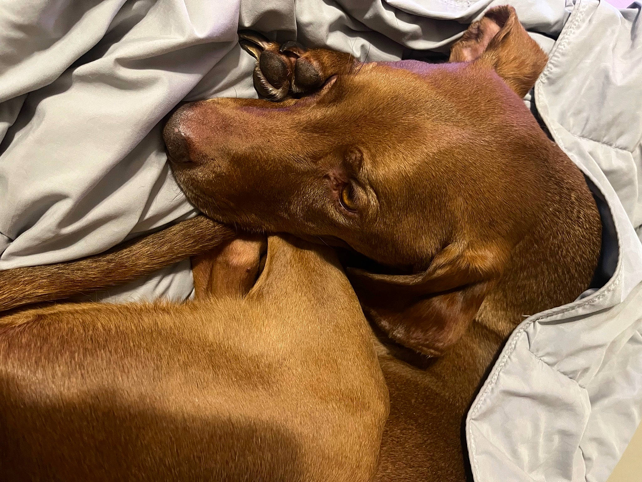 Zeke is registered to the contest to win money with this photo: canidae, carnivore, comfort, companion_dog, dog, dog_breed, ear, fawn, fur, gesture, guard_dog, kiss, liver, snout, sporting_group, terrestrial_animal, whiskers, wildlife, working_animal, wrinkle