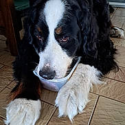Max participe au concours pour gagner de l'argent avec cette photo : dog, bernese_mountain_dog, pet, animal, floor, tile, container, black, white, brown, fur, indoor, paws, large_dog, resting, close_up, nose, snout, muzzle, cute