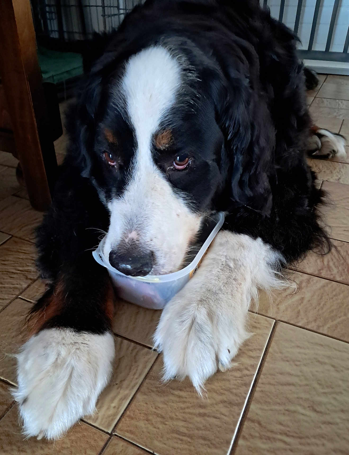 Max participe au concours pour gagner de l'argent avec cette photo : dog, bernese_mountain_dog, pet, animal, floor, tile, container, black, white, brown, fur, indoor, paws, large_dog, resting, close_up, nose, snout, muzzle, cute