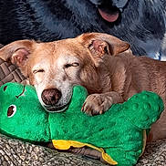Joye participe au concours pour gagner de l'argent avec cette photo : dog, sleeping, plush_toy, green_toy, dinosaur_toy, bed, blanket, snuggling, pet, canine, resting, cute, cozy, animal, indoor, fur, ears, closed_eyes, smile, mural