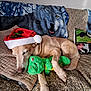 Joye a rejoint le concours — aidez-le/la à gagner de superbes lots ! dog, sleeping, santa_hat, plush_toy, green_toy, couch, blanket, pillow, wolf_blanket, floral_pattern, indoor, pet, relaxed, nap, cozy, animal, home, resting, stuffed_animal, cute
