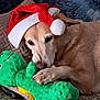 Joye participe au concours pour gagner de l'argent avec cette photo : dog, santa_hat, plush_toy, green_dinosaur, cuddling, relaxed, sleepy, blanket, indoor, pet, animal, cute, holiday, festive, soft_toy, fur, paw, resting, cozy, comfort