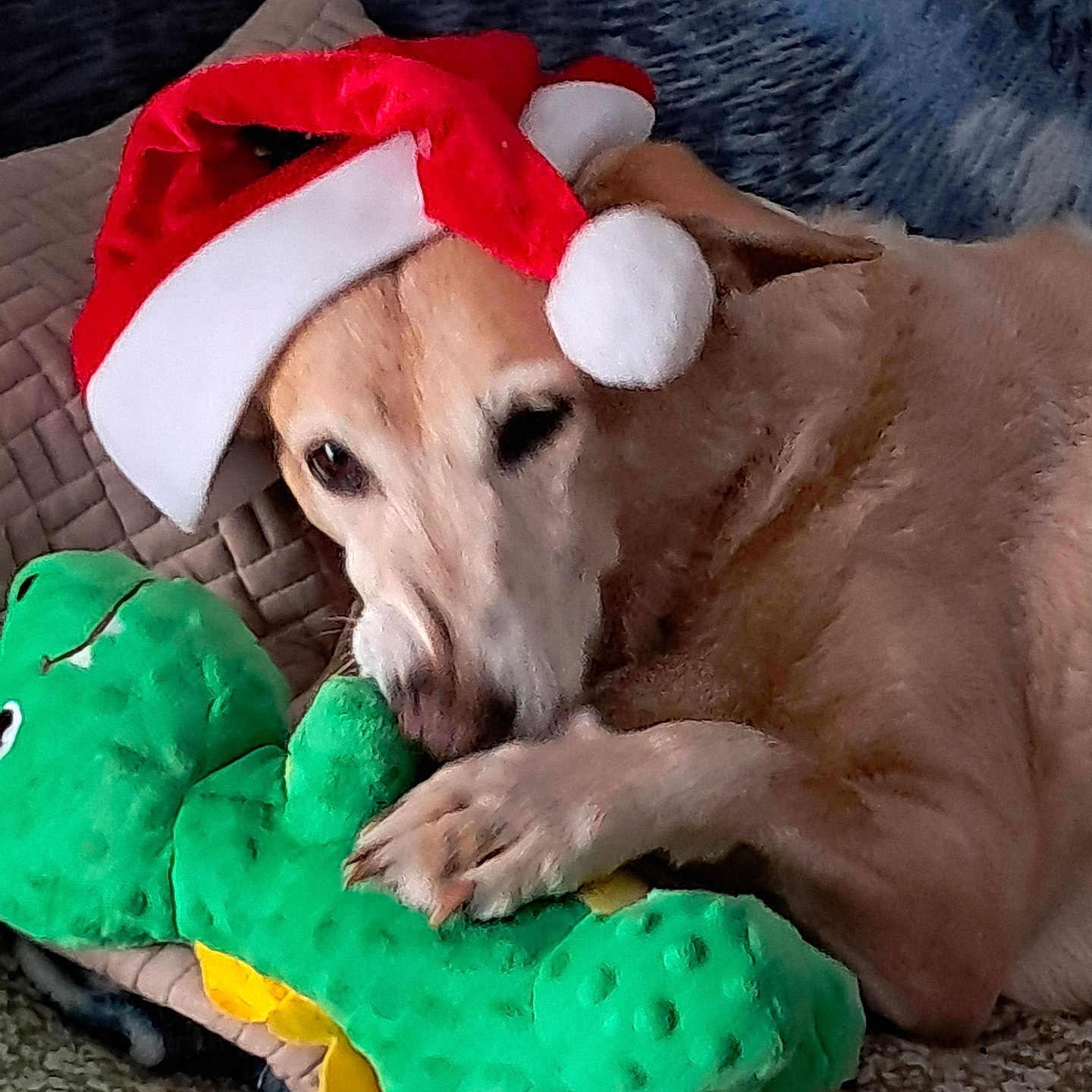 Joye participe au concours pour gagner de l'argent avec cette photo : animal, blanket, comfort, cozy, cuddling, cute, dog, festive, fur, green_dinosaur, holiday, indoor, paw, pet, plush_toy, relaxed, resting, santa_hat, sleepy, soft_toy