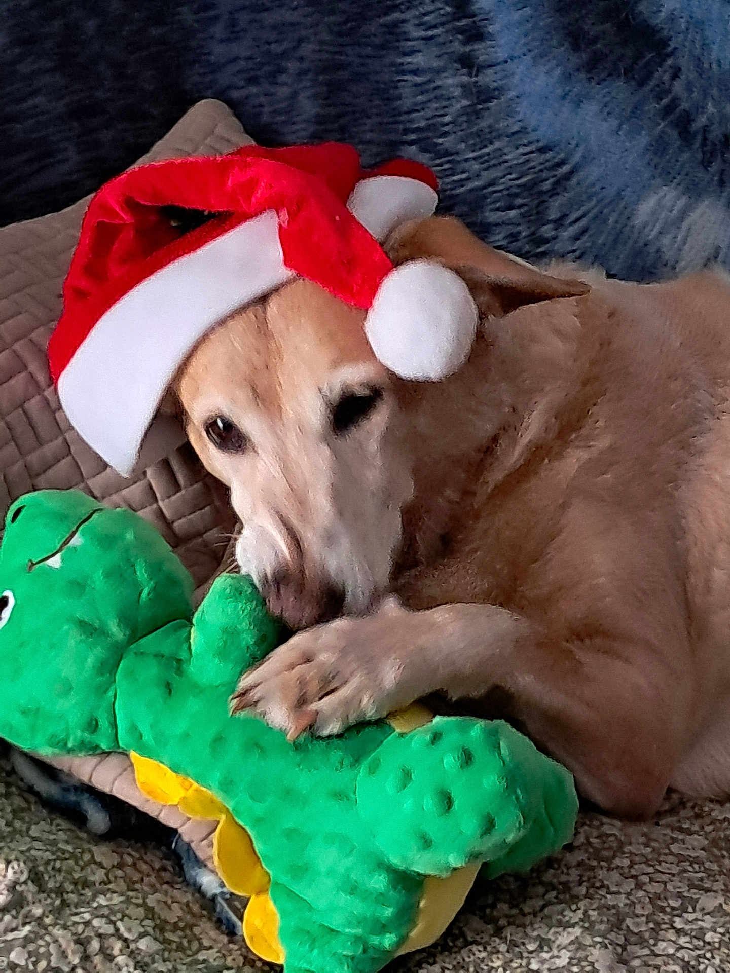 Joye participe au concours pour gagner de l'argent avec cette photo : dog, santa_hat, plush_toy, green_dinosaur, cuddling, relaxed, sleepy, blanket, indoor, pet, animal, cute, holiday, festive, soft_toy, fur, paw, resting, cozy, comfort