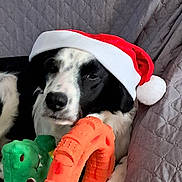 Lucky a rejoint le concours — aidez-le/la à gagner de superbes lots ! dog, black_and_white, santa_hat, toy, orange_ring, green_plush, couch, quilted, relaxed, pet, indoor, holiday, festive, canine, animal, fur, paw, face, cute, domestic
