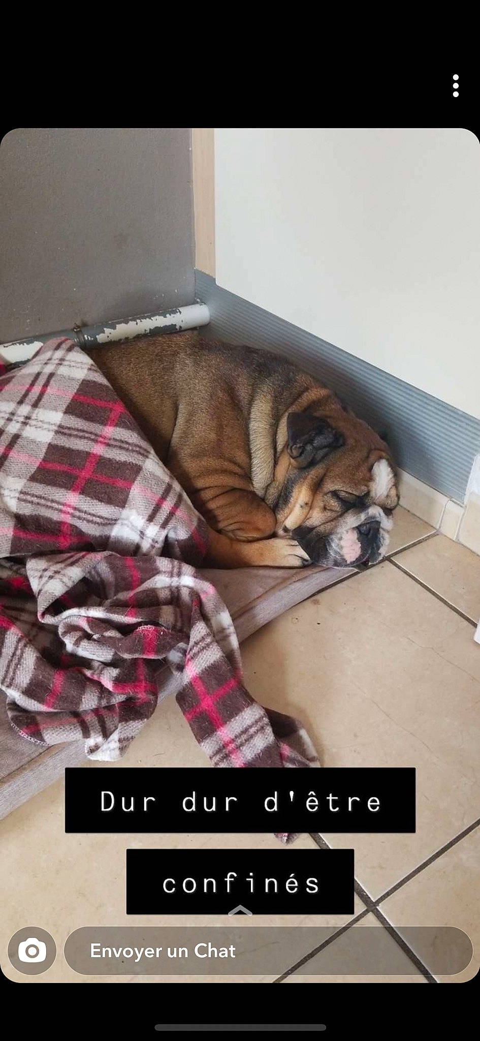 Peppa participe au concours pour gagner de l'argent avec cette photo : carnivore, comfort, companion_dog, dog, dog_bed, dog_breed, dog_supply, flooring, font, fur, hardwood, linens, pattern, pet_supply, photo_caption, plaid, room, sporting_group, tartan, terrestrial_animal
