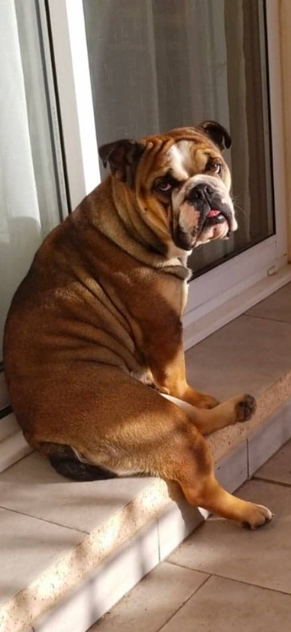 Peppa participe au concours pour gagner de l'argent avec cette photo : bulldog, canidae, carnivore, companion_dog, dog, dog_breed, dog_collar, door, fawn, flooring, hardwood, liver, snout, sporting_group, terrestrial_animal, whiskers, window, wood, working_animal, wrinkle