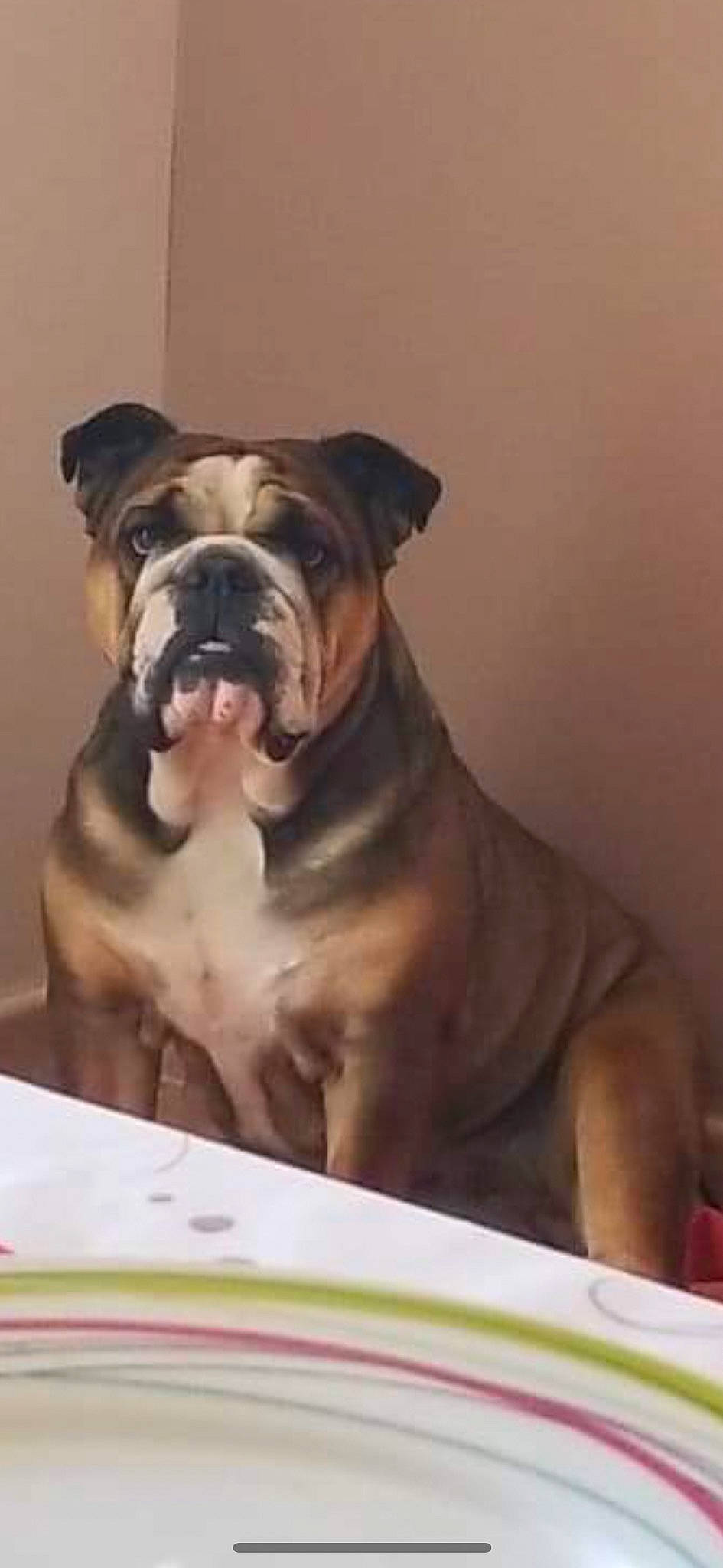 Peppa a rejoint le concours — aidez-le/la à gagner de superbes lots ! ancient_dog_breeds, art, bulldog, canidae, carnivore, comfort, companion_dog, dog, dog_breed, dorset_olde_tyme_bulldogge, fawn, non_sporting_group, old_english_bulldog, snout, sporting_group, terrestrial_animal, whiskers, window, working_animal, working_dog