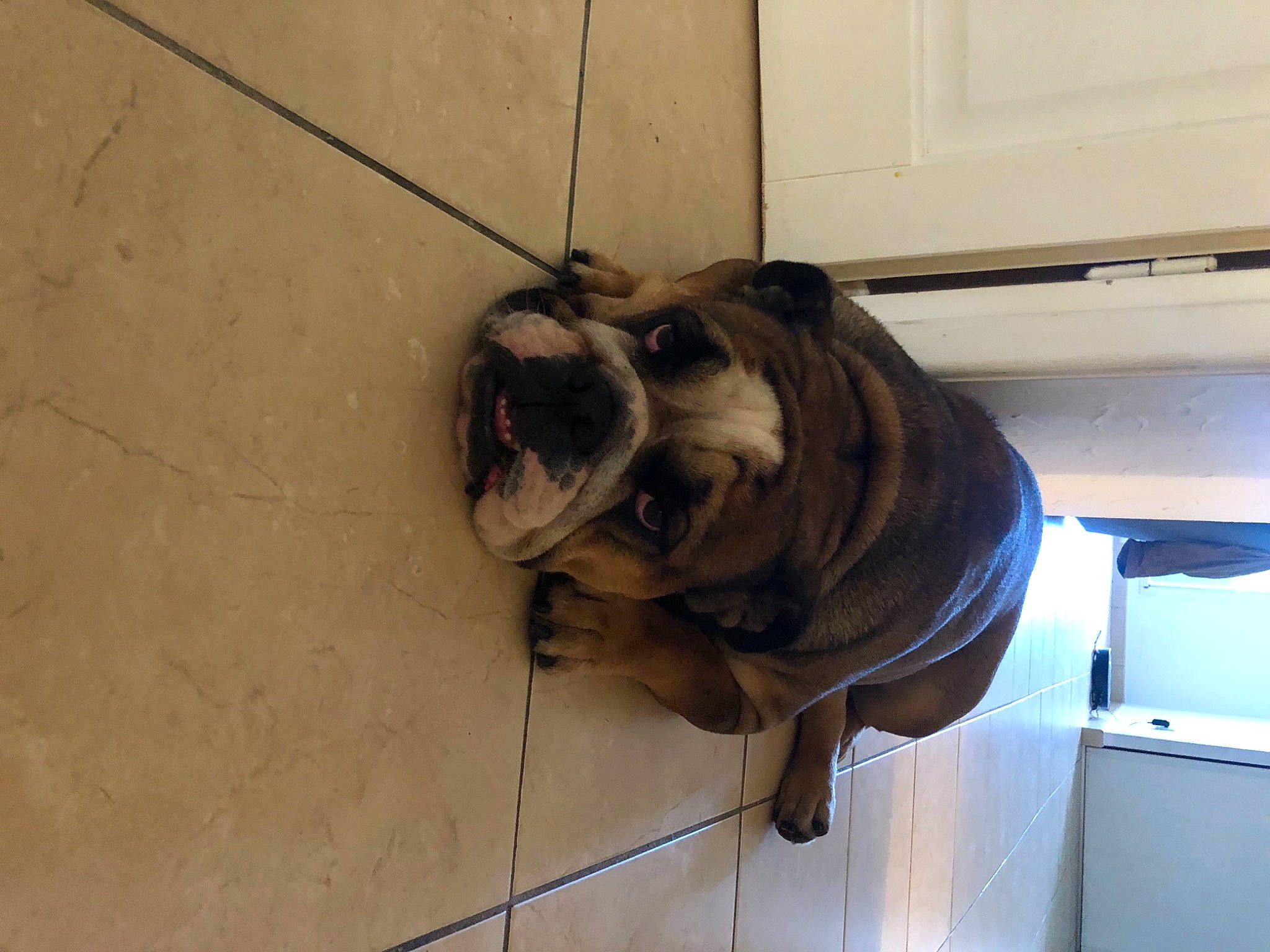 Peppa a rejoint le concours — aidez-le/la à gagner de superbes lots ! carnivore, companion_dog, dog, dog_breed, electrical_wiring, fawn, flooring, jaw, liver, pet_supply, sculpture, snout, sporting_group, tail, terrestrial_animal, window, wire, wood, working_animal, wrinkle