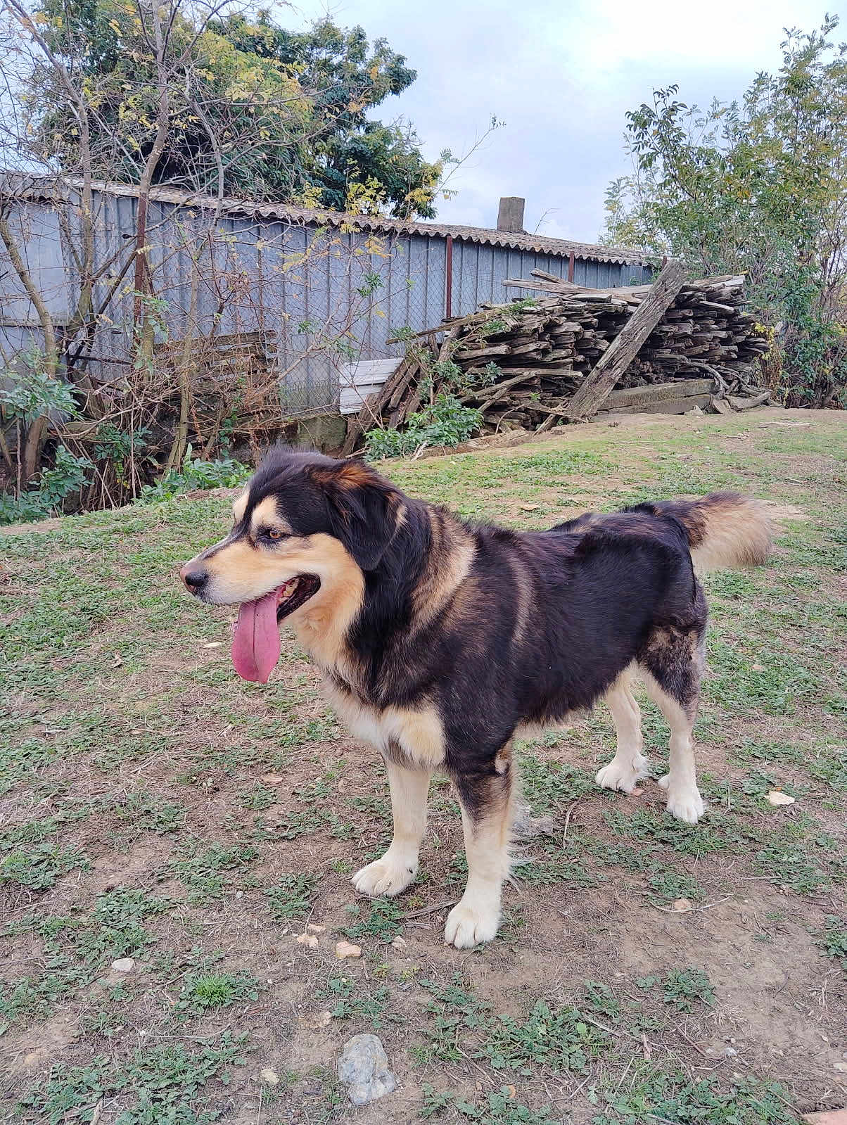 Aito participe au concours pour gagner de l'argent avec cette photo : dog, animal, outdoor, grass, tongue, fence, tree, woodpile, nature, pet, canine, mammal, fur, yard, playful, happy, standing, daylight, rural, background