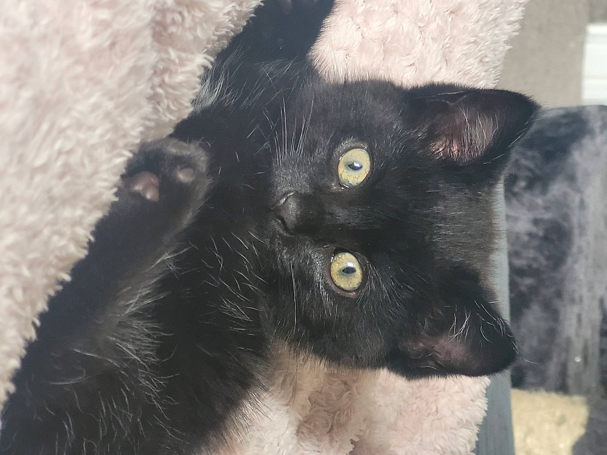 Binxsy is registered to the contest to win money with this photo: black_cat, carnivore, cat, claw, close_up, domestic_short_haired_cat, ear, felidae, fur, small_to_medium_sized_cats, snout, tail, terrestrial_animal, whiskers