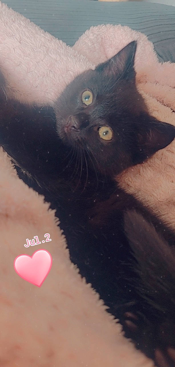 Binxsy is registered to the contest to win money with this photo: art, black_cat, carnivore, cat, domestic_short_haired_cat, event, eyelash, felidae, fur, happy, illustration, painting, romance, small_to_medium_sized_cats, snout, tail, terrestrial_animal, visual_arts, whiskers, window