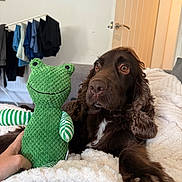 Otis is registered to the contest to win money with this photo: dog, toy, frog, blanket, hand, indoor, furniture, clothes, drying_rack, door, brown, cozy, pet, plush, soft, relaxed, portrait, fur, looking_away, comfort