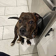 Ambrose Mcdonald joined the competition — help win amazing prizes! dog, brindle, pet, kitchen, tile_floor, stainless_steel, cabinet, floor, indoor, animal, canine, looking_up, waiting, cute, ears, collar, paw, nose, expression, domestic
