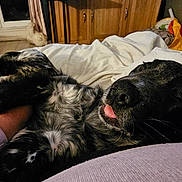 Storm joined the competition — help win amazing prizes! dog, sleeping, tongue_out, black_and_white, speckled, indoor, blanket, wooden_furniture, person, sweater, cozy, resting, close_up, pet, relaxed, carpet, couch, home, paw, fur