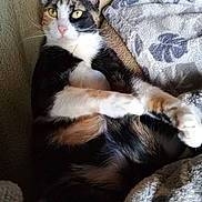 Penny is registered to the contest to win money with this photo: cat, calico_cat, pet, feline, whiskers, yellow_eyes, pink_nose, paws, fur, blanket, towel, couch, indoor, cozy, lounging, close_up, portrait, domestic_animal, pattern, logo