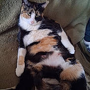 Penny is registered to the contest to win money with this photo: animal, blanket, calico_cat, cat, comfortable, cute, domestic_animal, ears, feline, fur, indoor, lounging, paws, pet, relaxed, resting, soft, tail, texture, whiskers