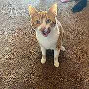 Stuart joined the competition — help win amazing prizes! animal, ball, bodypart, cat, clothing, face, footwear, head, indoors, interiordesign, mouth, person, pet, photography, portrait, runningshoe, sandal, shoe, sneaker, sport