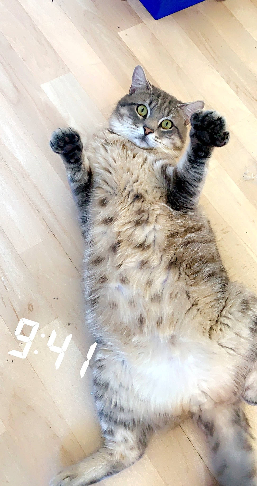 Madrid a rejoint le concours — aidez-le/la à gagner de superbes lots ! carnivore, cat, claw, domestic_short_haired_cat, eye, felidae, flooring, fur, pattern, paw, small_to_medium_sized_cats, snout, tail, terrestrial_animal, whiskers, wildlife, winter, wood