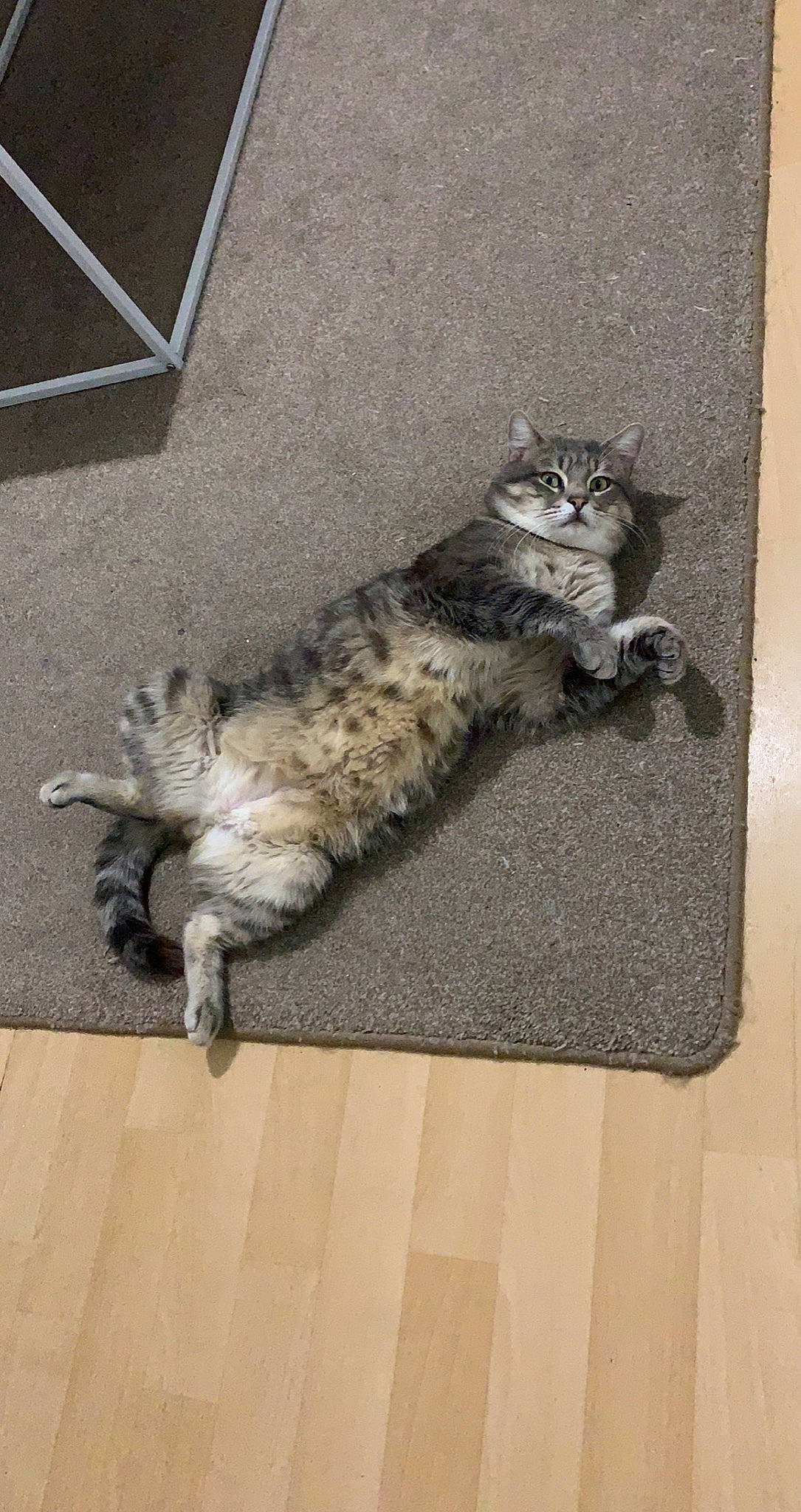 Madrid participe au concours pour gagner de l'argent avec cette photo : carnivore, cat, claw, domestic_short_haired_cat, felidae, floor, flooring, fur, grey, hardwood, laminate_flooring, paw, small_to_medium_sized_cats, tail, terrestrial_animal, tile, whiskers, wood, wood_flooring, wood_stain