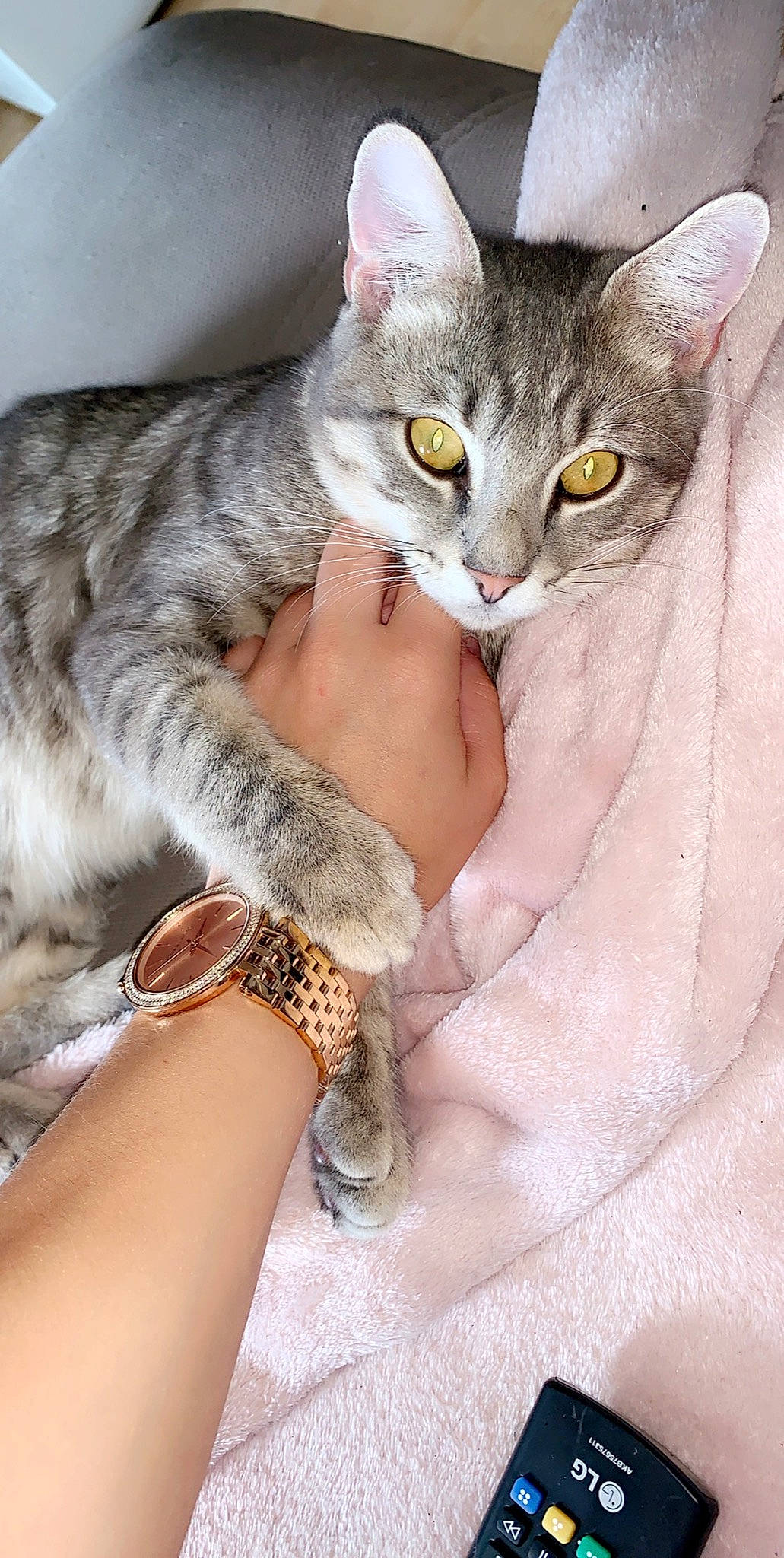 Madrid participe au concours pour gagner de l'argent avec cette photo : bracelet, carnivore, cat, cat_bed, claw, comfort, domestic_short_haired_cat, felidae, fur, gesture, hug, jewellery, mammal, paw, photo_caption, small_to_medium_sized_cats, snout, watch, whiskers, window