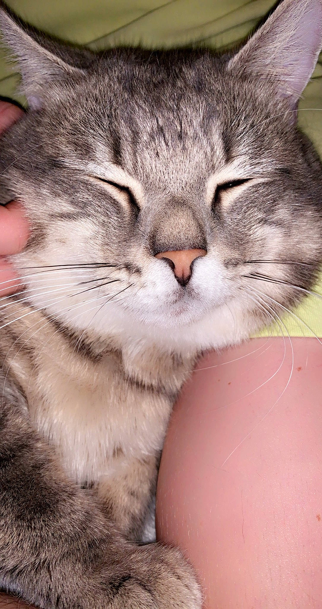 Madrid a rejoint le concours — aidez-le/la à gagner de superbes lots ! carnivore, cat, claw, comfort, domestic_short_haired_cat, eye, felidae, fur, gesture, head, paw, photo_caption, small_to_medium_sized_cats, snout, tail, whiskers, window