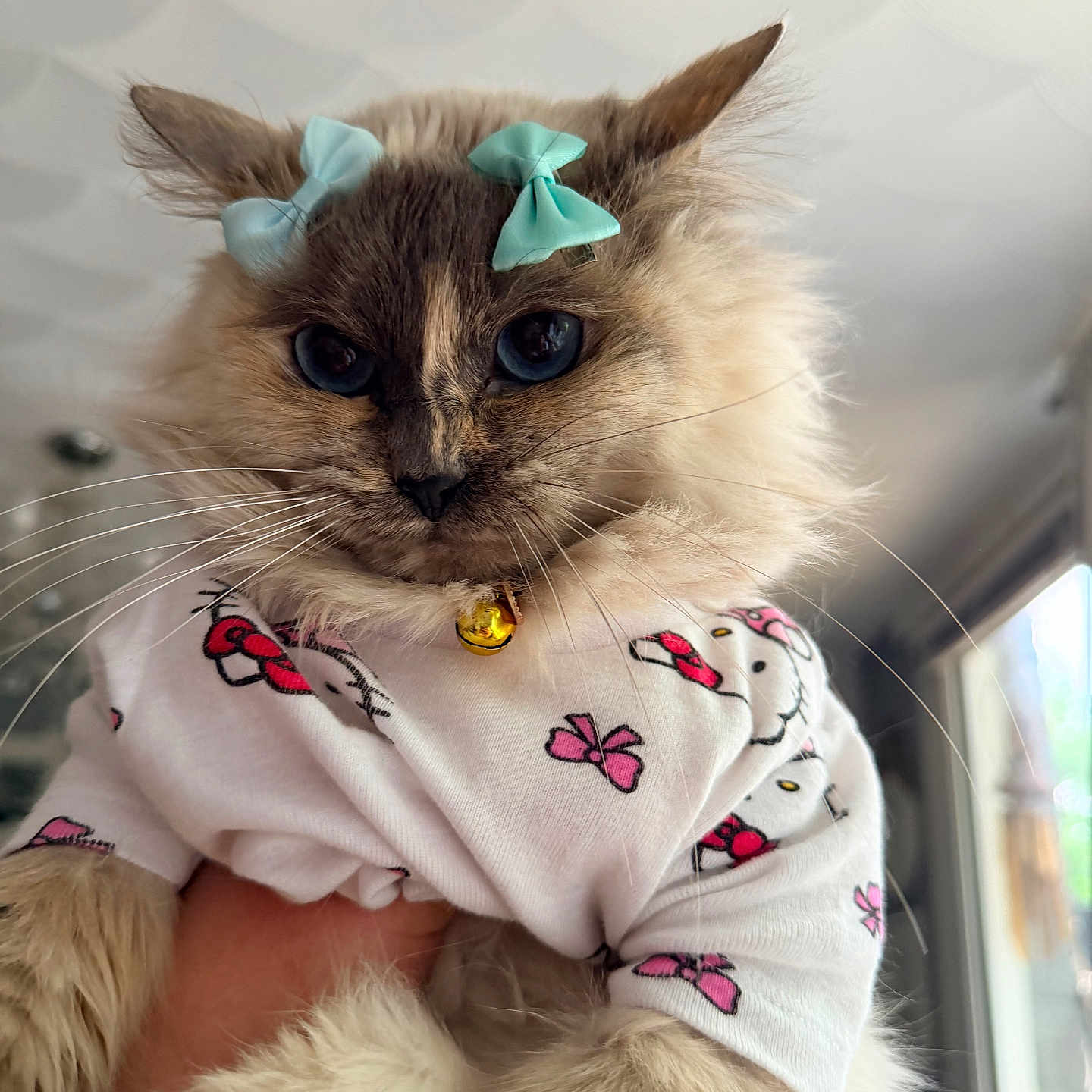 Love is registered to the contest to win money with this photo: cat, fluffy_fur, blue_eyes, bow, clothing, white_shirt, pink_bows, indoor, hand, pet, cute, portrait, animal, domestic_cat, feline, whiskers, bell_collar, soft_light, window, close_up