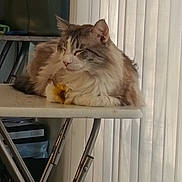 Smokey is registered to the contest to win money with this photo: cat, fluffy, resting, folding_table, flower, indoor, daylight, blinds, peaceful, pet, animal, feline, table, domestic, quiet, fur, cute, relaxed, sleepy, yellow_flower