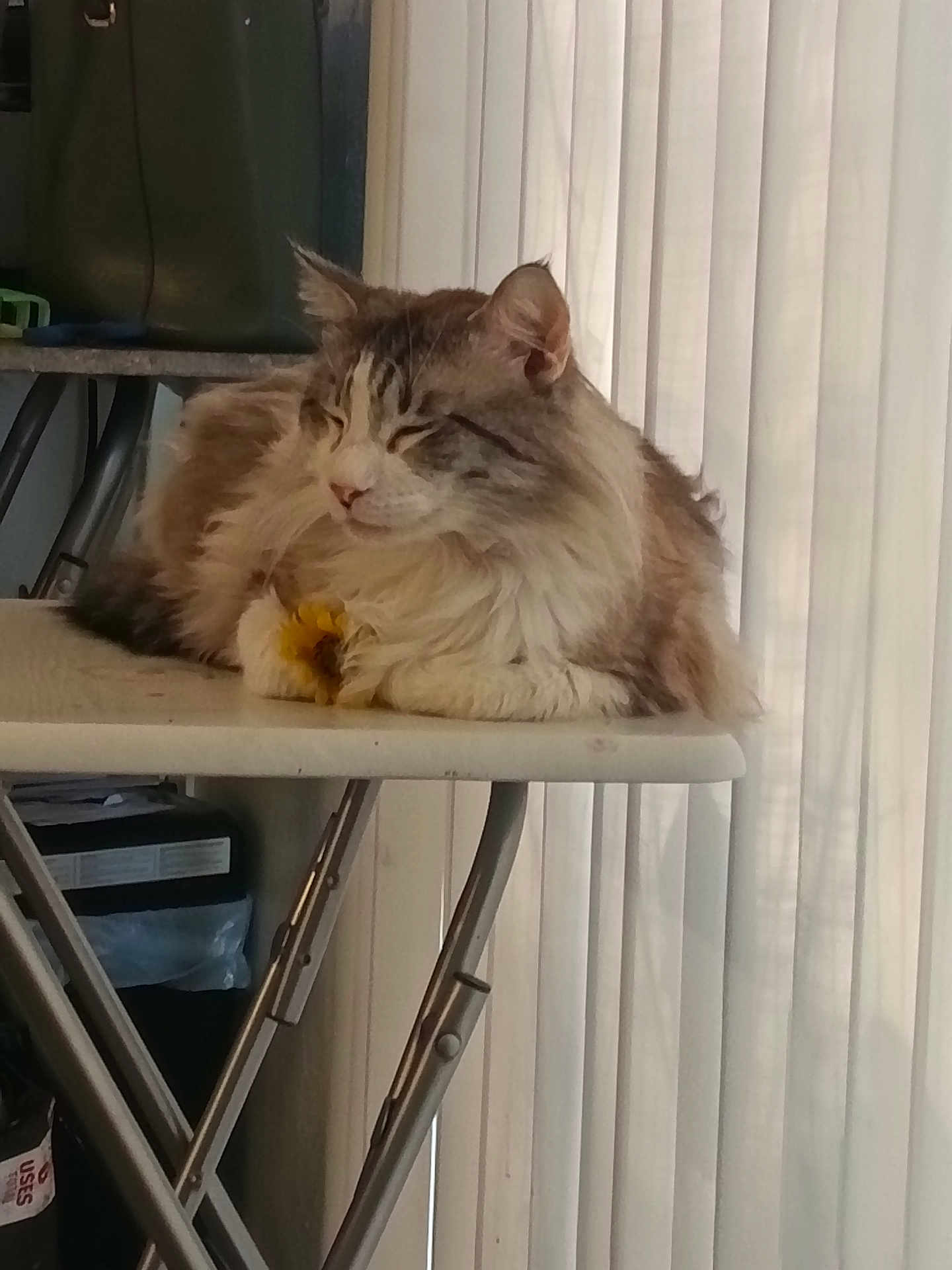 Smokey