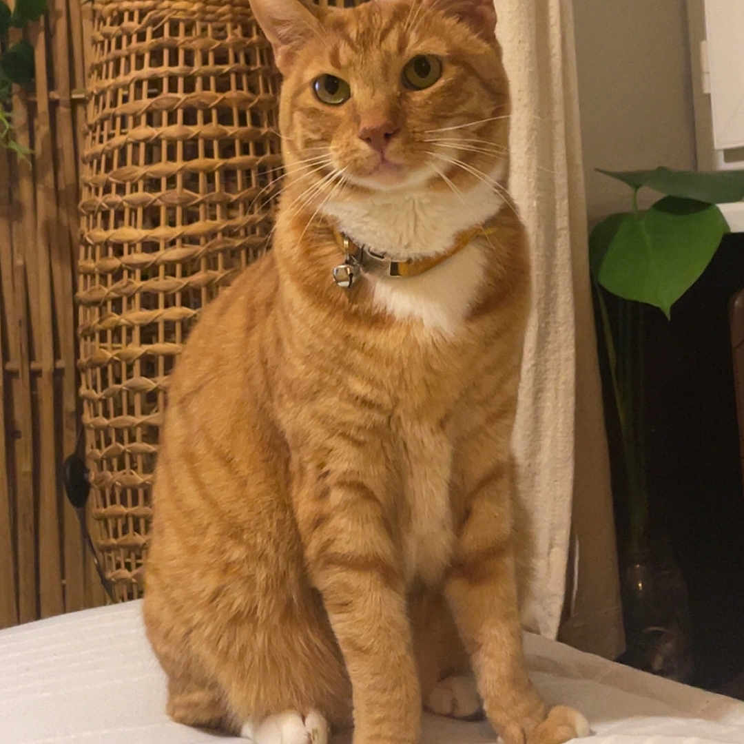 Aladdin participe au concours pour gagner de l'argent avec cette photo : animal, bed, bell, cat, collar, curtain, cute, domestic_animal, fur, furniture, houseplant, indoor, orange_tabby, paws, pet, plant, sitting, whiskers, white_bedspread, wicker_basket