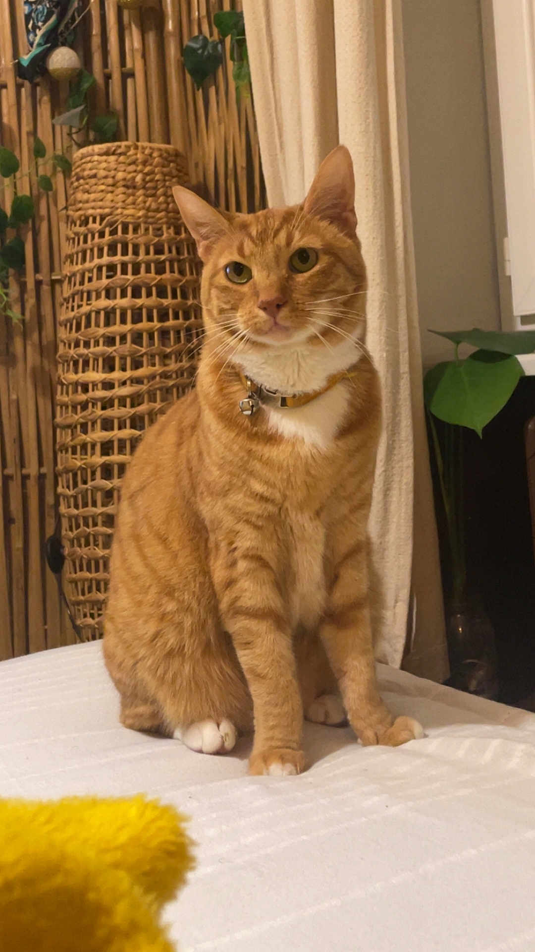 Aladdin participe au concours pour gagner de l'argent avec cette photo : animal, bed, bell, cat, collar, curtain, cute, domestic_animal, fur, furniture, houseplant, indoor, orange_tabby, paws, pet, plant, sitting, whiskers, white_bedspread, wicker_basket