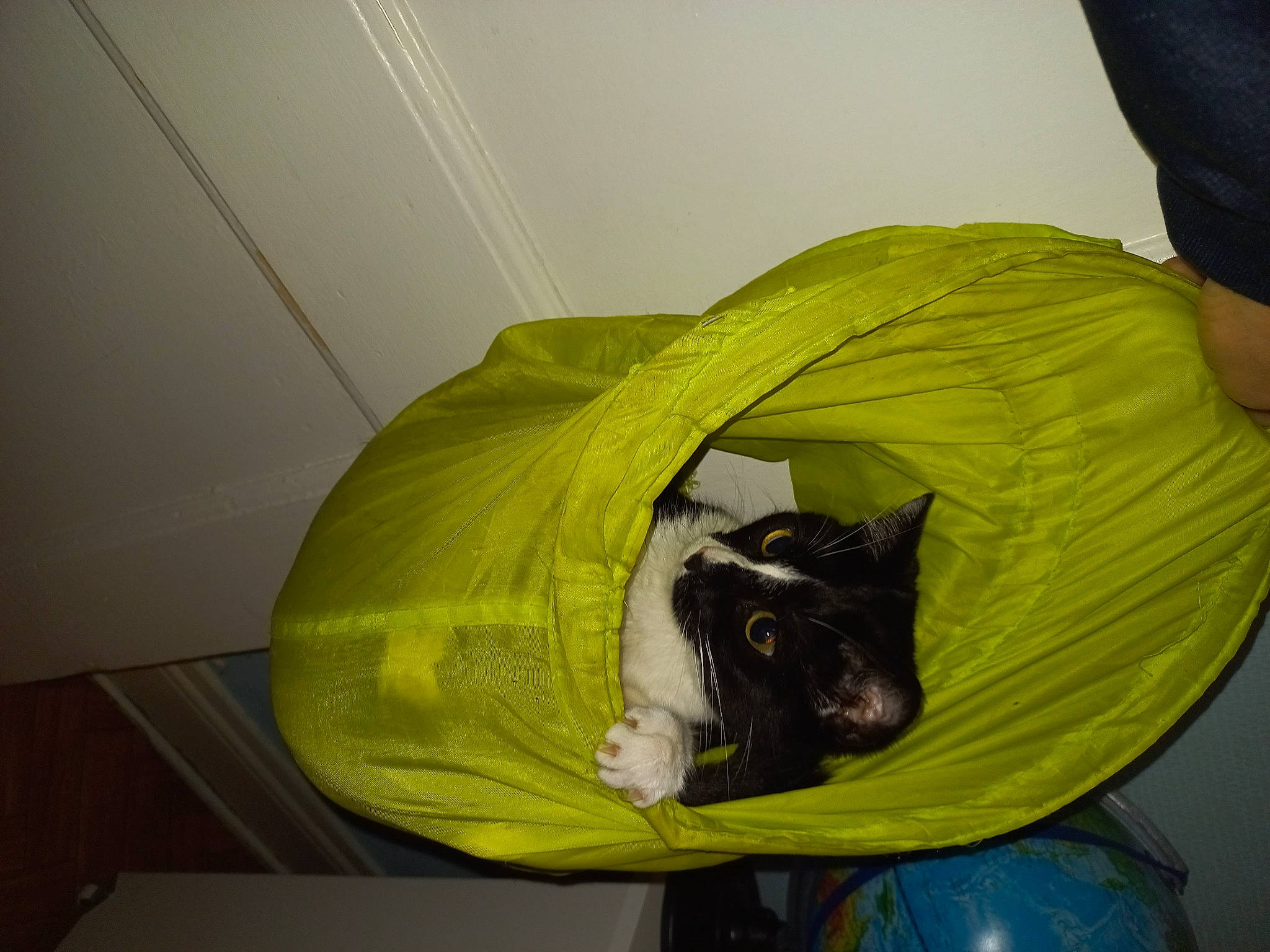 Mimi participe au concours pour gagner de l'argent avec cette photo : automotive_tire, automotive_wheel_system, bag, bean_bag, bean_bag_chair, bin_bag, carnivore, cat, comfort, fashion_accessory, felidae, flooring, grass, personal_protective_equipment, plastic, plastic_bag, plumbing_fixture, room, small_to_medium_sized_cats, whiskers