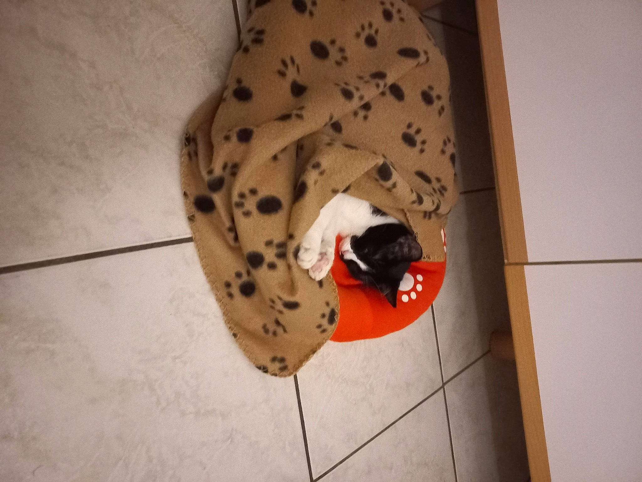 Mimi a rejoint le concours — aidez-le/la à gagner de superbes lots ! adventure, big_cats, canidae, carmine, carnivore, ceiling, circle, climbing, fawn, felidae, floor, flooring, human_leg, pattern, recreation, room, snout, sport_climbing, terrestrial_animal, wood