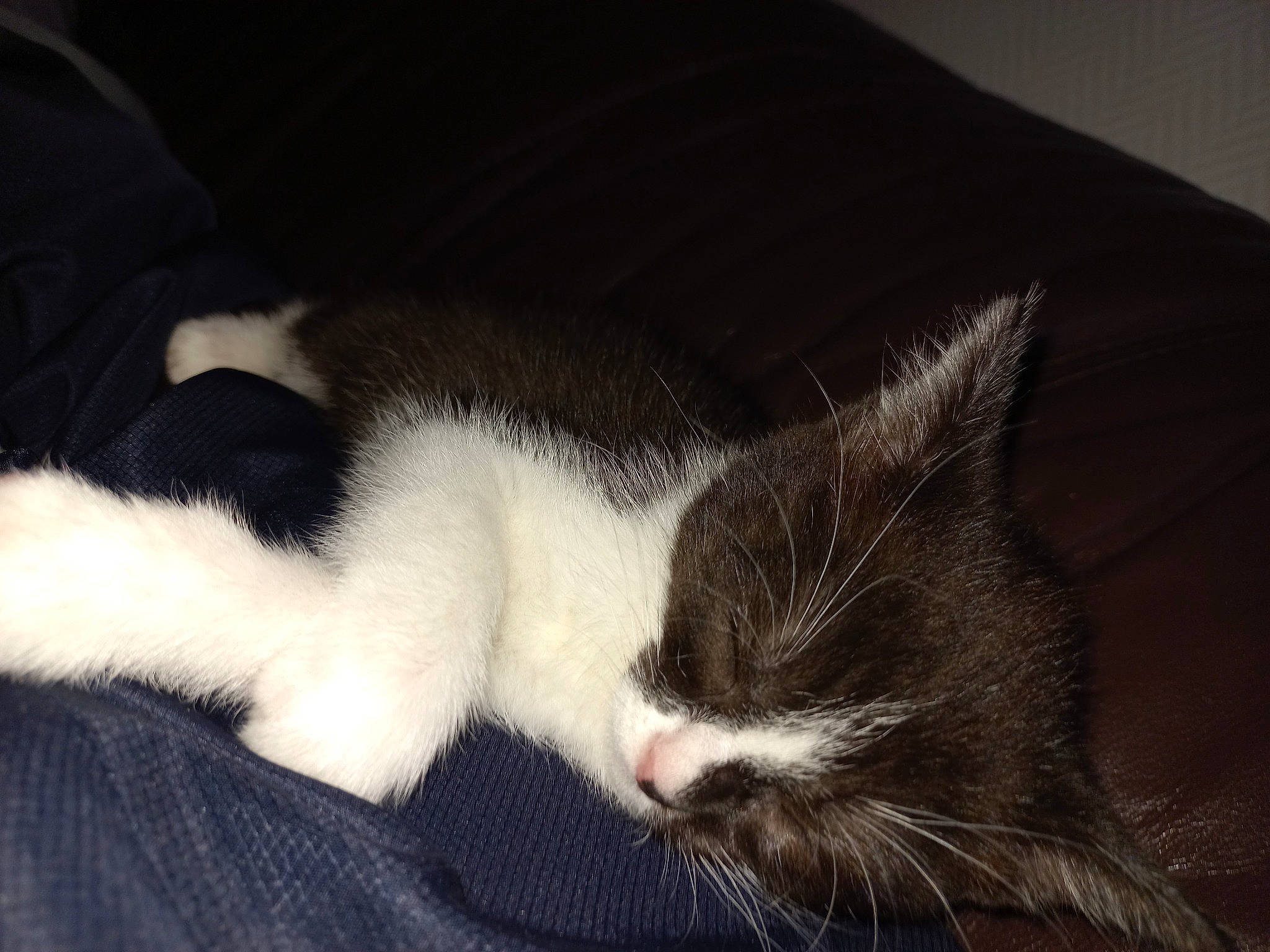 Mimi a rejoint le concours — aidez-le/la à gagner de superbes lots ! carnivore, cat, claw, comfort, domestic_short_haired_cat, felidae, fur, nap, paw, small_to_medium_sized_cats, snout, tail, whiskers