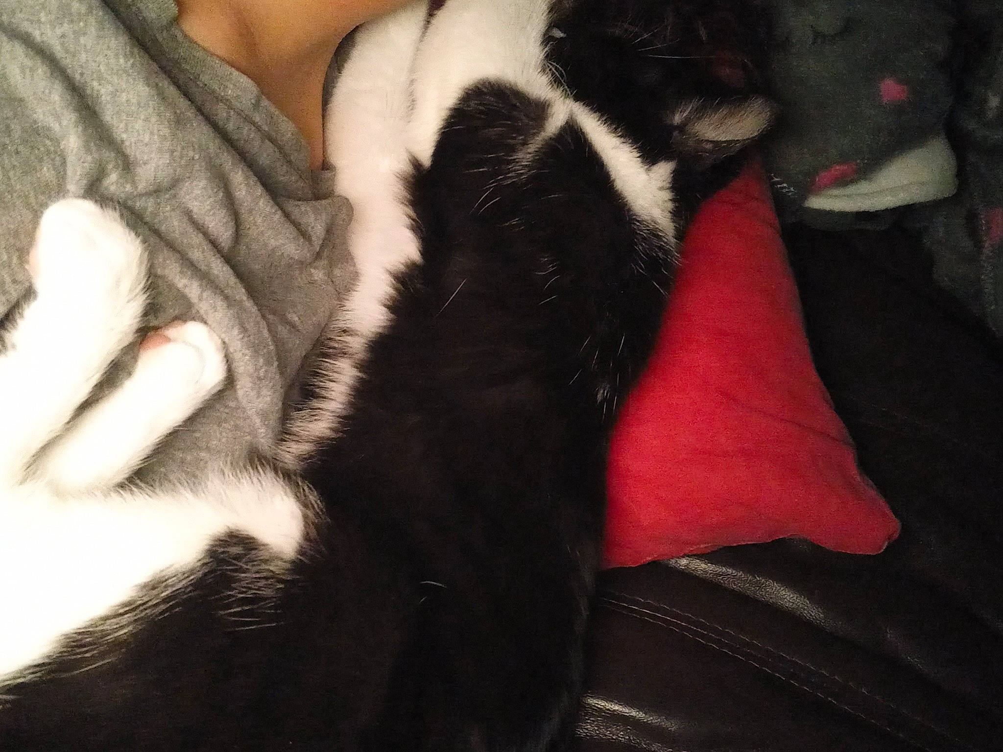 Mimi participe au concours pour gagner de l'argent avec cette photo : carmine, carnivore, cat, comfort, companion_dog, dog_breed, felidae, foot, fur, gesture, human_leg, leg, nail, paw, small_to_medium_sized_cats, snout, tail, thigh, tints_and_shades, whiskers