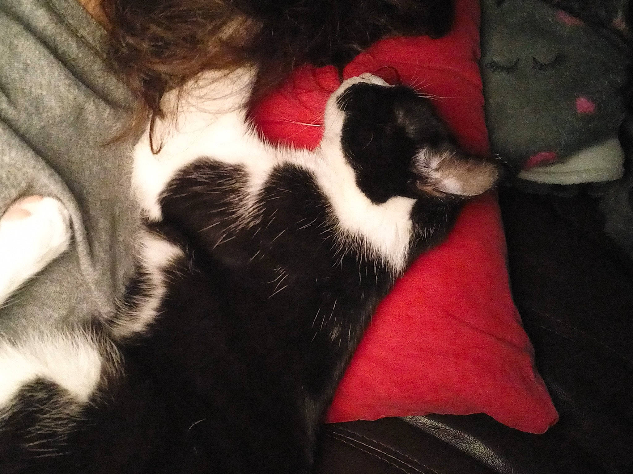 Mimi a rejoint le concours — aidez-le/la à gagner de superbes lots ! canidae, carmine, carnivore, cat, comfort, companion_dog, dog, dog_breed, ear, felidae, fur, gesture, human_leg, paw, small_to_medium_sized_cats, snout, sporting_group, tail, tints_and_shades, whiskers