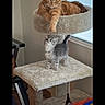 Pebbles joined the competition — help win amazing prizes! cat, cats, orange_tabby, gray_cat, white_cat, kitten, feline, cat_tree, scratching_post, indoor, window, blinds, lounging, standing, curious, pet, animal, home, social_media_screenshot, portrait