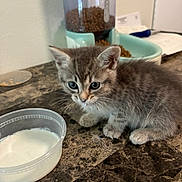 Pebbles is registered to the contest to win money with this photo: kitten, cat, gray_fur, tabby, fluffy, animal, pet, face, eyes, whiskers, ears, sitting, countertop, kitchen, food_bowl, milk, pet_feeder, indoors, cute, portrait