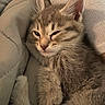 Pebbles is registered to the contest to win money with this photo: kitten, cat, fluffy, sleepy, winking, cute, whiskers, ears, fur, tabby, brown, gray, pet, cozy, blanket, cuddled, indoor, closeup, portrait, relaxed