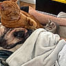 cat, kitten, ginger_cat, tabby, feline, pet, animal, cuddling, sleeping, lying_down, blanket, bed, cozy, indoor, home, human_leg, orange_fur, gray_fur, whiskers, cute