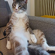 Mistigri a rejoint le concours — aidez-le/la à gagner de superbes lots ! cat, closeup, couch, cushion, domestic_animal, feline, fur, gray_fur, household, indoor, paws, pet, portrait, radiator, relaxed, sitting, striped, tail, whiskers, white_fur