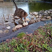Macaron a rejoint le concours — aidez-le/la à gagner de superbes lots ! animal, balance, cat, caution, cold, frozen_water, garden, grass, leaves, nature, outdoor, pet, pond, rocks, stone, tabby_cat, tail, walking, wildlife, winter