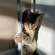 Olive is registered to the contest to win money with this photo: kitten, tabby, cat, paw, climbing, metal_pole, shadow, sunlight, indoor, curious, cute, feline, fur, whiskers, ears, sitting, wall, floor, domestic_animal, playful