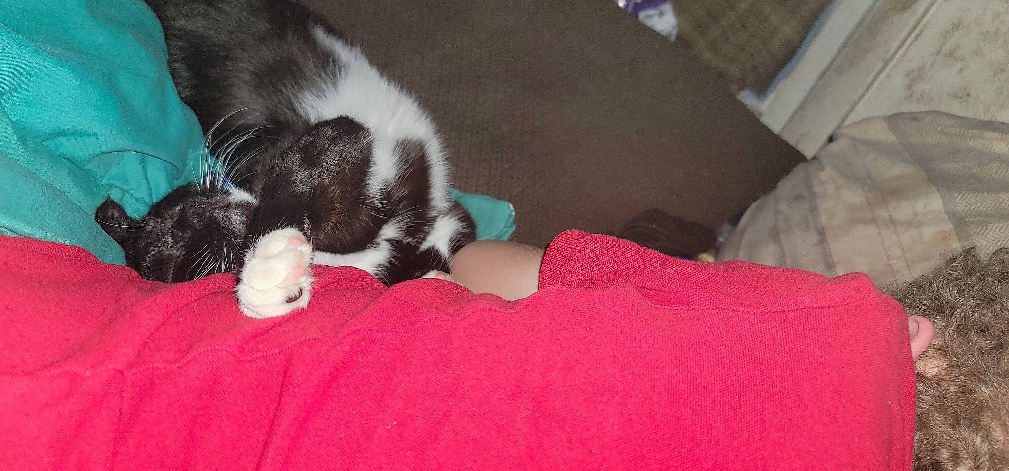 Oreo joined the competition — help win amazing prizes! canidae, carmine, carnivore, cat, claw, comfort, dog_breed, domestic_short_haired_cat, felidae, fur, linens, nap, paw, small_to_medium_sized_cats, sporting_group, tail, whiskers