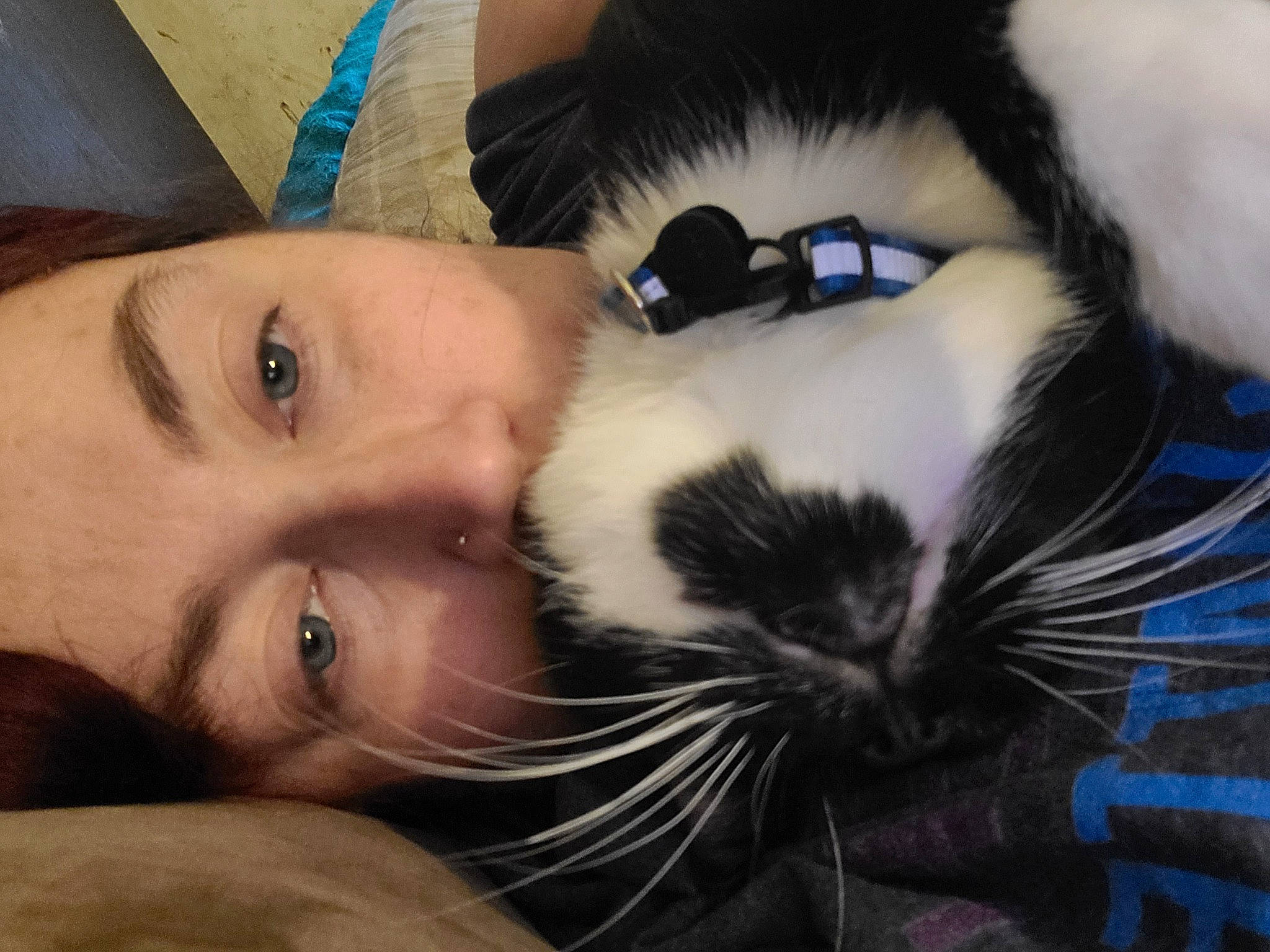 Oreo joined the competition — help win amazing prizes! beard, carnivore, cat, comfort, ear, eyebrow, eyelash, felidae, forehead, happy, iris, jaw, mammal, neck, nose, organ, skin, small_to_medium_sized_cats, vertebrate, whiskers