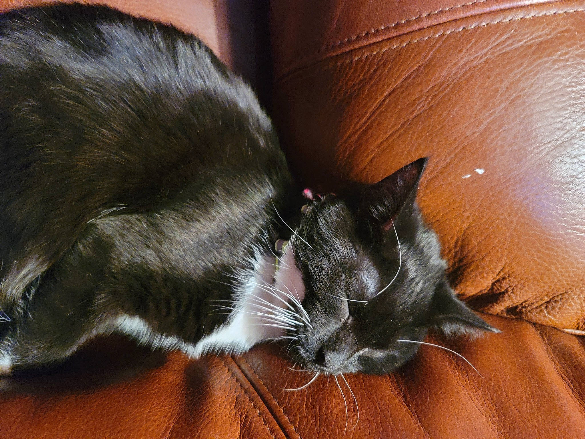 Oreo joined the competition — help win amazing prizes! black_cat, brown, carnivore, cat, claw, comfort, domestic_short_haired_cat, ear, felidae, fur, hardwood, liver, nap, paw, small_to_medium_sized_cats, snout, tail, terrestrial_animal, whiskers, wood