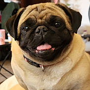 Daisy joined the competition — help win amazing prizes! dog, pug, pet, indoor, smiling, tongue_out, animal, cute, closeup, face, collar, fur, friendly, companion, domestic, portrait, happy, sitting, canine, household