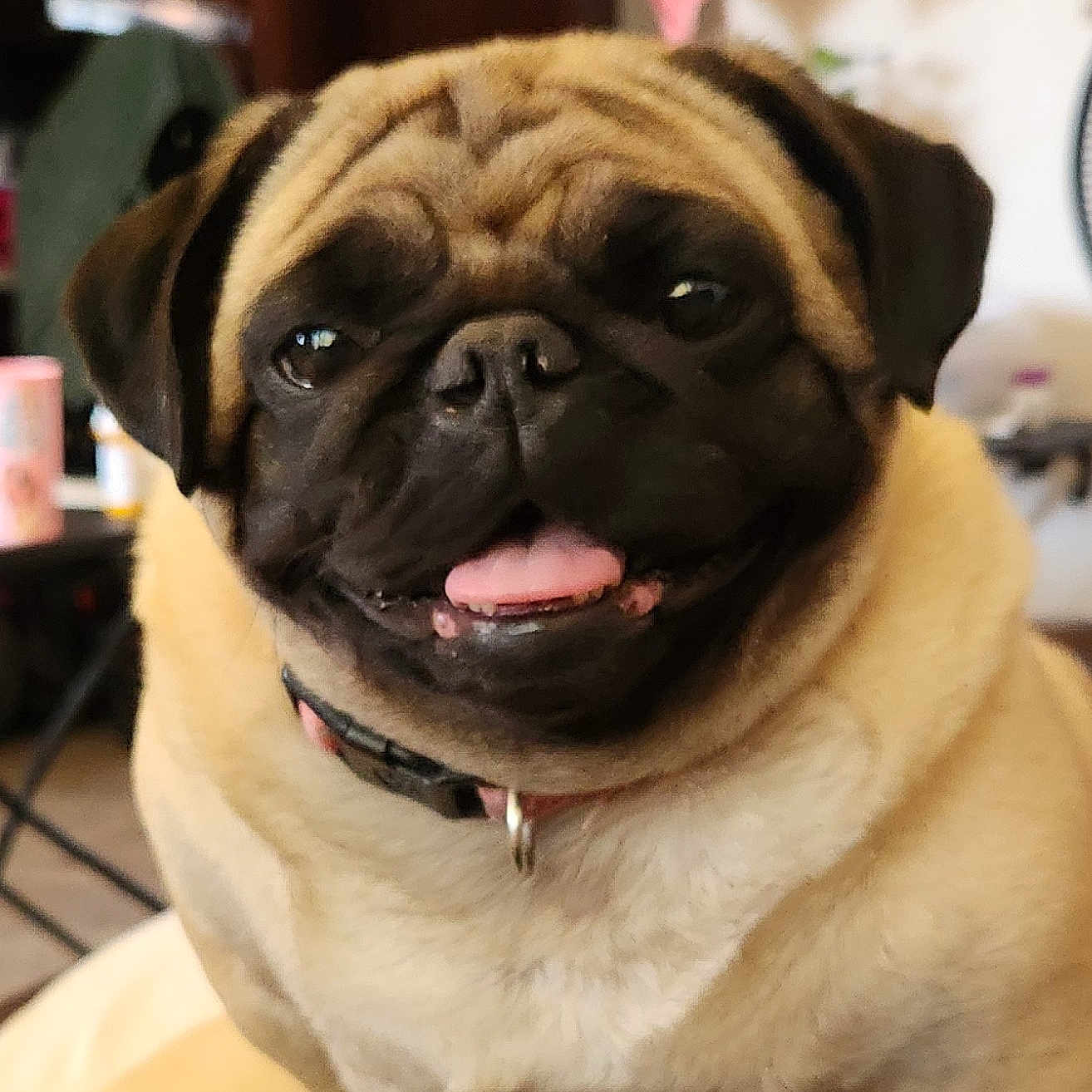 Daisy joined the competition — help win amazing prizes! animal, canine, closeup, collar, companion, cute, dog, domestic, face, friendly, fur, happy, household, indoor, pet, portrait, pug, sitting, smiling, tongue_out