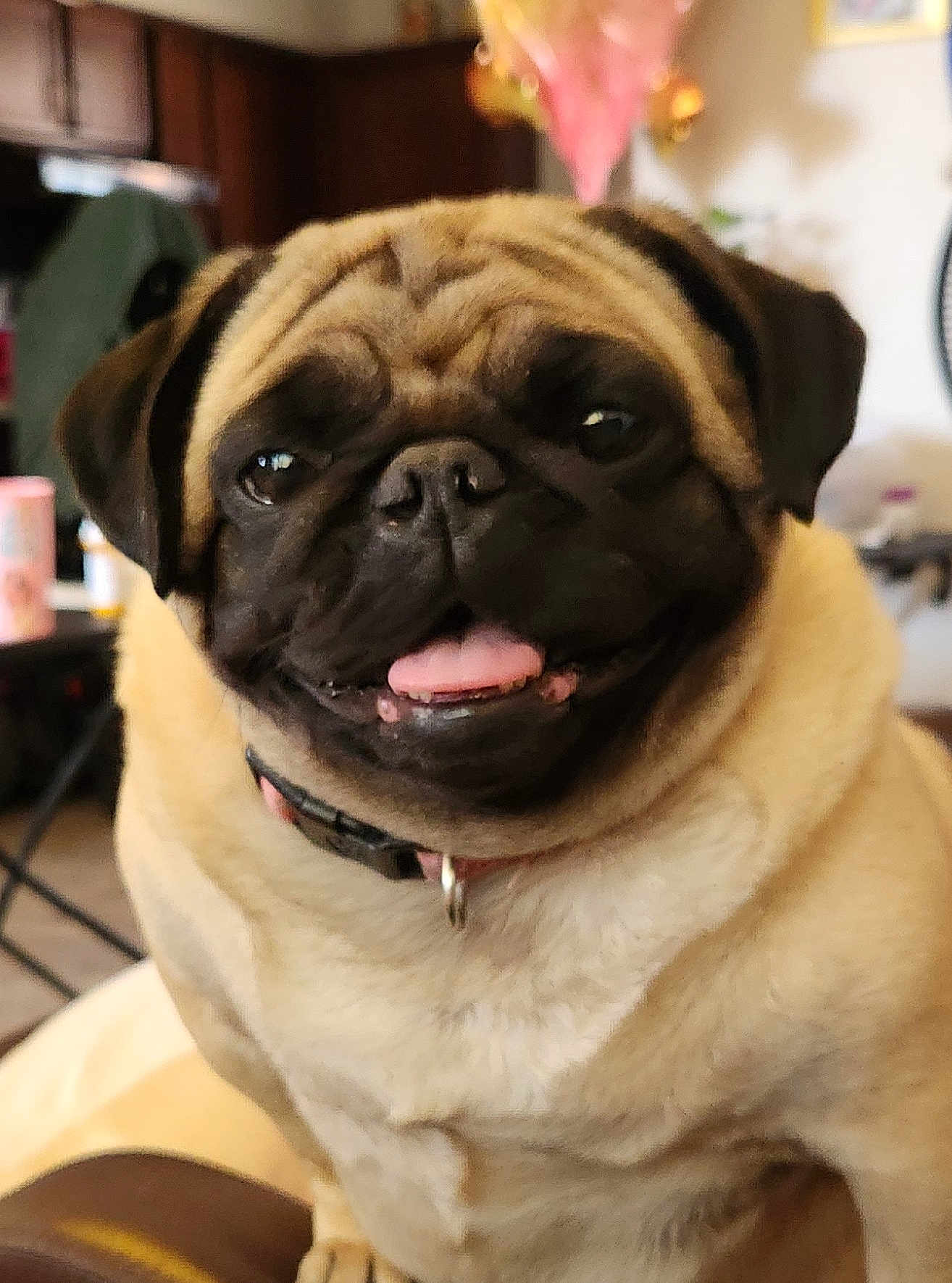 Daisy joined the competition — help win amazing prizes! dog, pug, pet, indoor, smiling, tongue_out, animal, cute, closeup, face, collar, fur, friendly, companion, domestic, portrait, happy, sitting, canine, household