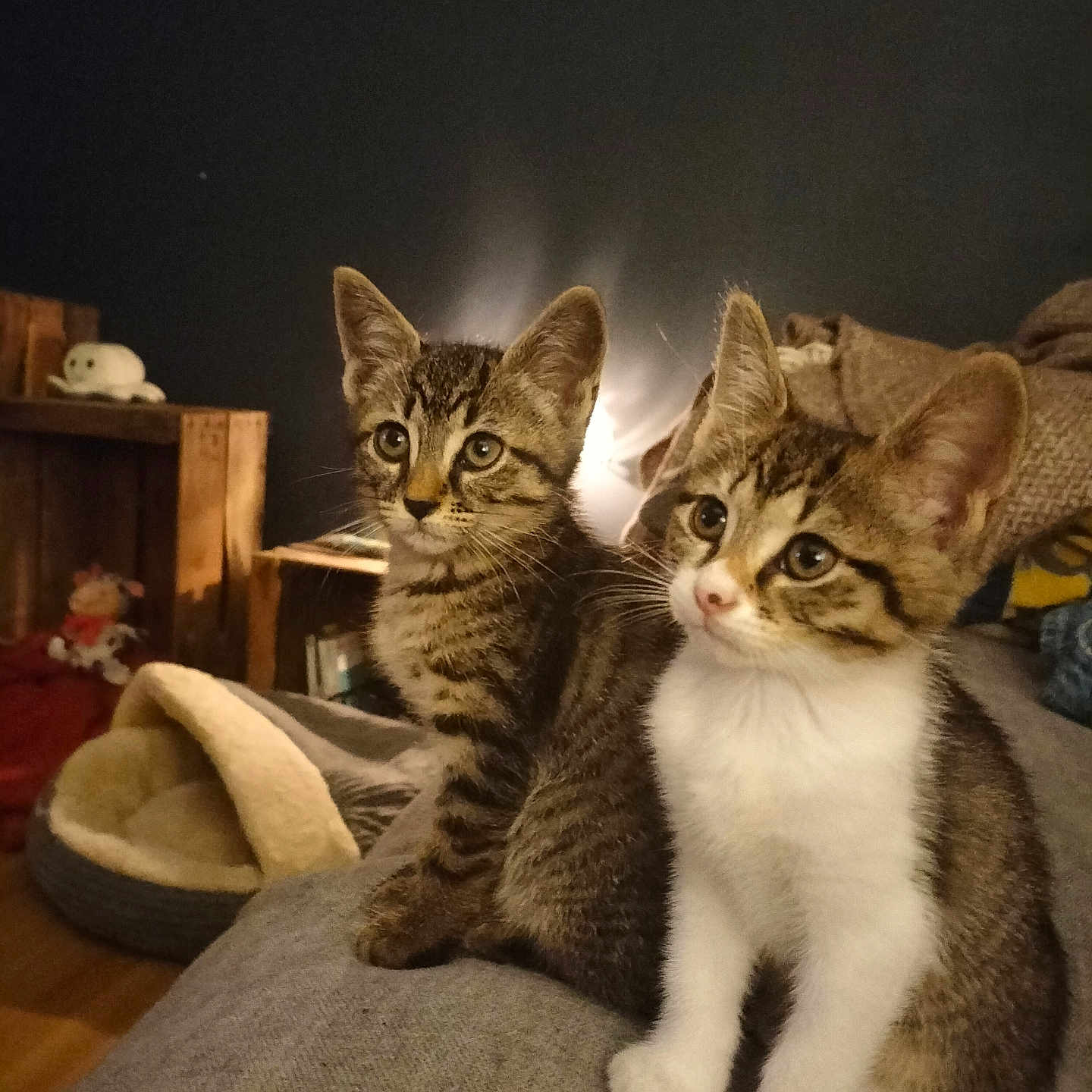 Bebop Et Lula a rejoint le concours — aidez-le/la à gagner de superbes lots ! background, cat, cozy, curious, ears, eyes, fur, gray_surface, home, indoor, kitten, pet_bed, pets, sitting, soft_lighting, tabby, two_kittens, whiskers, white_paws, wooden_shelf